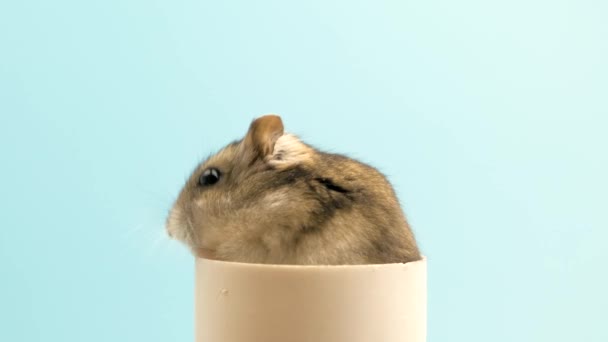 Nahaufnahme Eines Kleinen Lustigen Miniatur Dschungelhamsters Flauschige Und Süße Dzhungar — Stockvideo