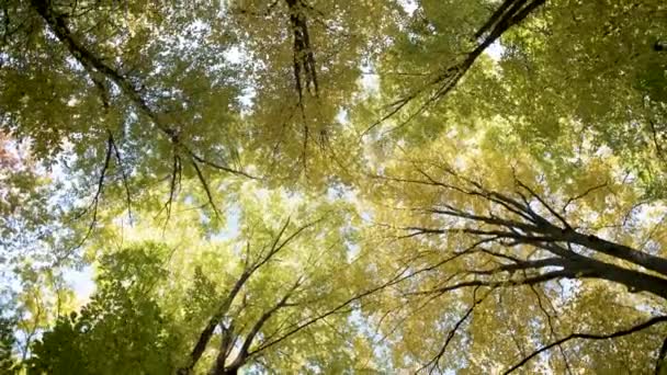 Bosque Otoñal Con Hojas Color Naranja Brillante Amarillo Bosques Densos — Vídeo de stock