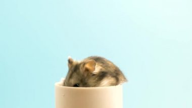 Küçük, komik, minyatür, keş bir hamsterın yakın çekimi. Tüylü ve sevimli Dzhungar faresi evde.