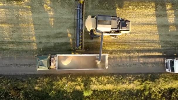 Повітряний Вид Комбайн Збирає Велике Золоте Стигле Пшеничне Поле Сільське — стокове відео
