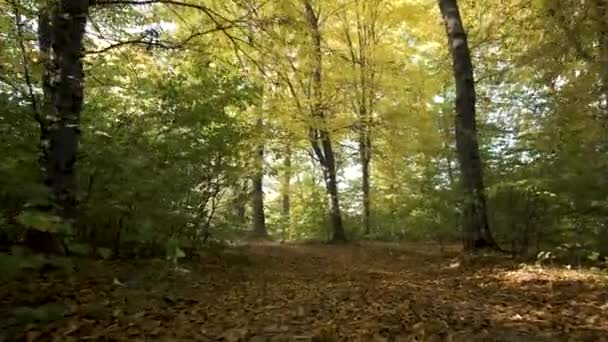 Herfst Bos Met Fel Oranje Gele Bladeren Dicht Bos Bij — Stockvideo