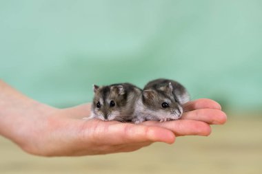 İki küçük komik minyatür keş hamsterın bir kadının ellerinde oturması. Yumuşak ve sevimli Dzhungar fareleri evde.