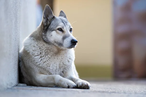 Portrait of a dog breed West Siberian Laika sitting outdoors in a yard.