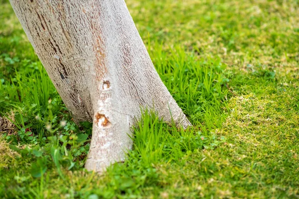 Närbild Stor Trädstam Grön Gräsmatta Sommaren — Stockfoto