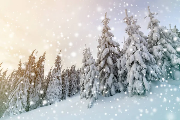 Prachtig Winterlandschap Hoge Sparren Bedekt Met Sneeuw Winter Bos Bewolkte — Stockfoto
