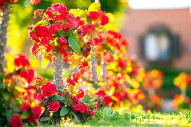 Yaz parkında büyüyen uzun saplı sivri uçlu kırmızı küçük dekoratif çiçekler..