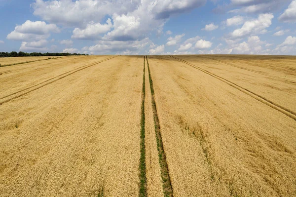 Letecký Pohled Pole Žluté Pšenice Připravené Sklizni Koncem Léta — Stock fotografie