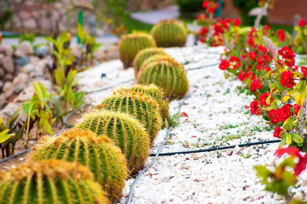 Plantas Cactus Tropicales Redondas Verdes Con Espinas Afiladas Que Crecen —  Fotos de Stock