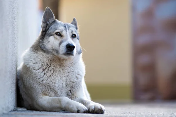 Portrait Dog Breed West Siberian Laika Sitting Outdoors Yard — Stock Photo, Image