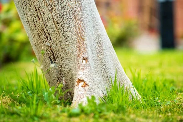 Närbild Stor Trädstam Grön Gräsmatta Sommaren — Stockfoto
