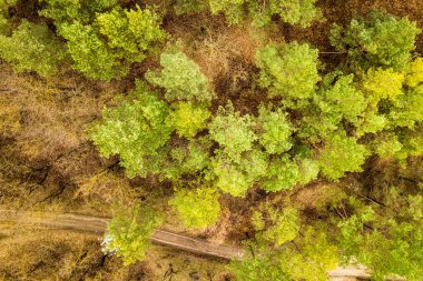 Yeşil yaz ormanlarının yukarıdan görünüşü ve bir sürü taze ağaç..