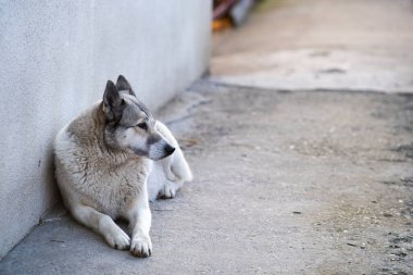 Bir köpek portresi Batı Sibirya Laika bir bahçede oturuyor..