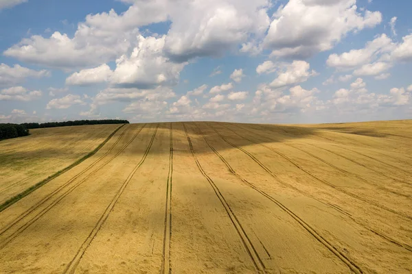 夏の終わりに収穫される準備ができている黄色の農業小麦畑の空中ビュー — ストック写真