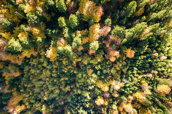 Von Oben Nach Unten Luftaufnahme Des Grünen Und Gelben Herbstwaldes — Stockfoto