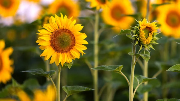 Zblízka Žluté Slunečnice Zeleném Letním Poli — Stock fotografie