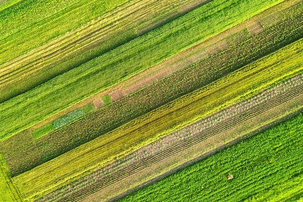 Flygfoto Över Gröna Jordbruksfält Våren Med Färsk Vegetation Efter Sådd — Stockfoto