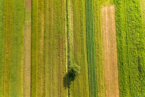 Luchtfoto Van Een Enkele Boom Die Eenzaam Groeit Groene Landbouwvelden — Stockfoto