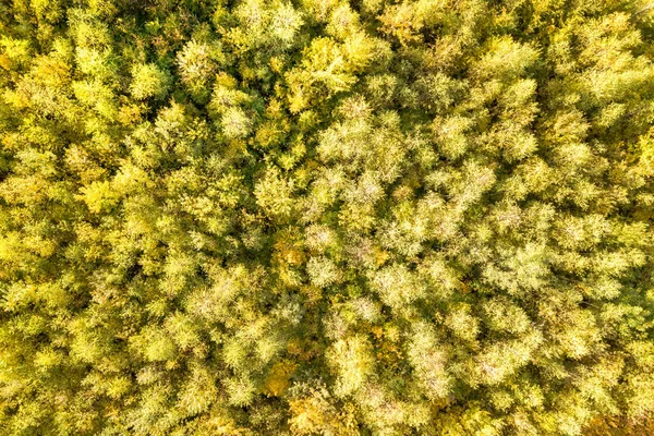 Vista Aérea Cima Para Baixo Dossel Verde Amarelo Floresta Outono — Fotografia de Stock