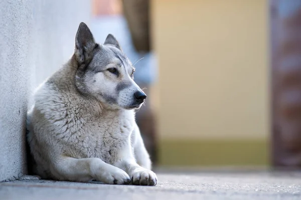 Portrait Dog Breed West Siberian Laika Sitting Outdoors Yard — Stock Photo, Image
