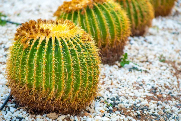 公園の屋外の小石で覆われた地面に鋭い棘のある緑の丸い熱帯サボテンの植物 — ストック写真