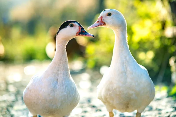 Patos Alimentam Tradicional Estaleiro Rural Detalhe Uma Cabeça Pato Close — Fotografia de Stock