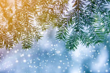 Yeşil iğneli çam ağacı dalları açık havada bulanık mavi alanda derin ve temiz kar ile kaplıdır. Mutlu Noeller ve mutlu yıllar kartpostallar. Yumuşak ışık efekti.