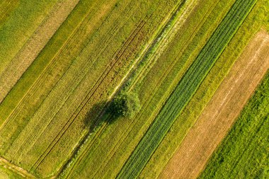 Baharda yeşil tarım arazilerinde yalnız büyüyen tek bir ağacın havadan görünüşü. Tohum ekme mevsiminden sonra sıcak ve güneşli bir günde taze bitki örtüsüyle birlikte..
