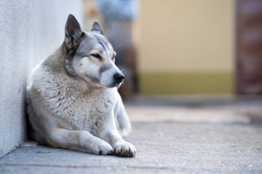 Bir köpek portresi Batı Sibirya Laika bir bahçede oturuyor..