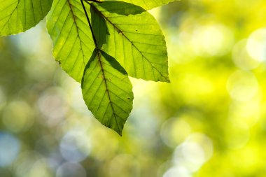 Sonbahar parkındaki bir ağaç dalındaki parlak, sarı yaprakları kapatın. Sonbahar orman yapraklarının ayrıntıları.