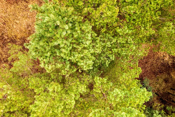 Vista Aérea Arriba Hacia Abajo Del Verde Bosque Verano Con — Foto de Stock