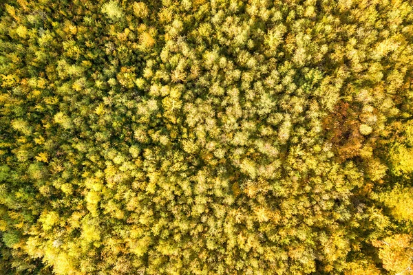 Vista Aérea Arriba Hacia Abajo Los Toldos Verdes Amarillos Bosque — Foto de Stock