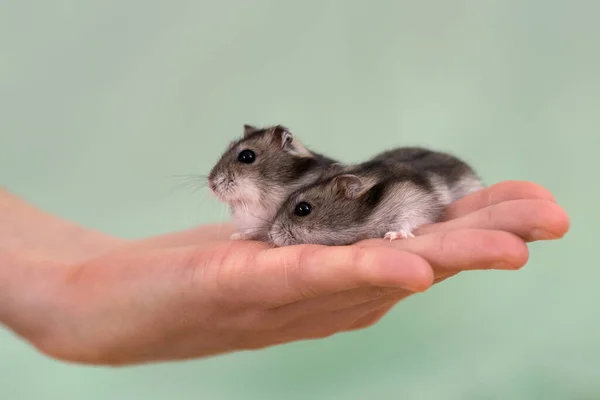 Close Dois Pequenos Hamsters Jungar Miniatura Engraçada Sentados Nas Mãos — Fotografia de Stock