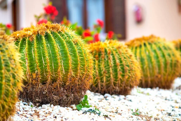 公園の屋外の小石で覆われた地面に鋭い棘のある緑の丸い熱帯サボテンの植物 — ストック写真