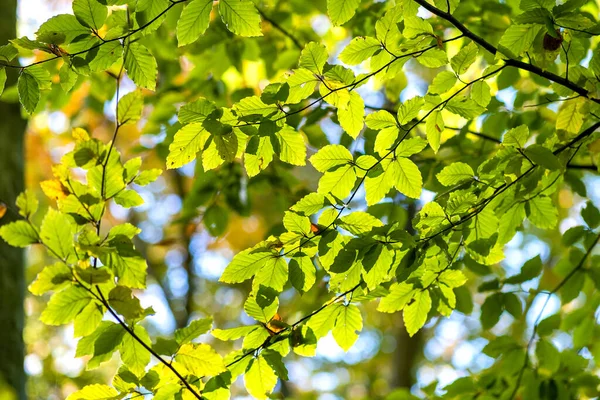 Κοντινό Πλάνο Φωτεινών Ζωηρών Κίτρινων Φύλλων Κλαδιά Δέντρων Στο Φθινόπωρο — Φωτογραφία Αρχείου