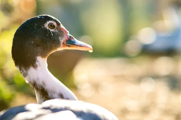 Detail Duck Head Ducks Feed Traditional Rural Barnyard Close Waterbird — Stock Photo, Image