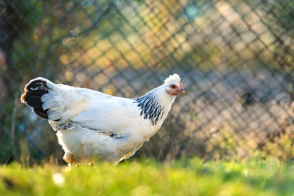 Hens feed on traditional rural barnyard. Detail of a hen head. Close up of chicken standing on barn yard with chicken coop. Chickens sitting in outdoor henhouse. Free range poultry farming concept.