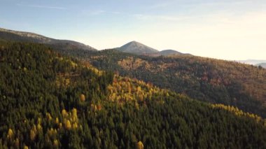 Uçan sonbahar manzarası sonsuz yeşil çam ağaçları ve uzaklıktaki magneztik dağları olan sarı sonbahar ormanı..