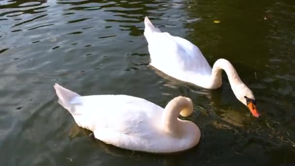 公園の青い水で白い白鳥の水泳 — ストック動画