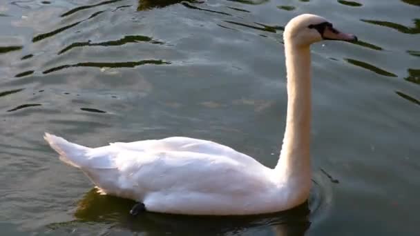 公園の青い水で白い白鳥の水泳 — ストック動画