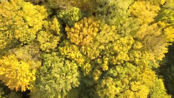 Bosque Otoñal Con Hojas Color Naranja Brillante Amarillo Bosques Densos — Vídeos de Stock