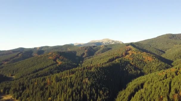 Luftaufnahme Der Herbstlichen Berglandschaft Mit Immergrünen Kiefern Und Gelbem Herbstwald — Stockvideo