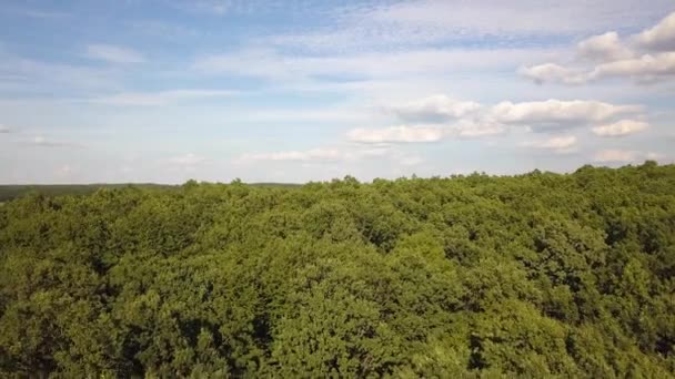 Vista Aérea Arriba Hacia Abajo Del Verde Bosque Verano Con — Vídeos de Stock