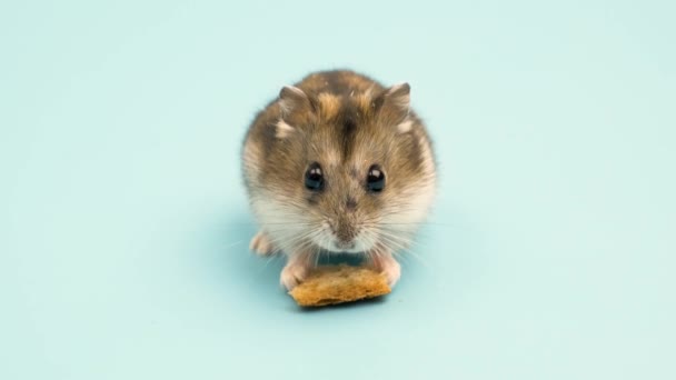 Nahaufnahme Eines Kleinen Lustigen Miniatur Dschungelhamsters Der Brotkrumen Isst Flauschige — Stockvideo