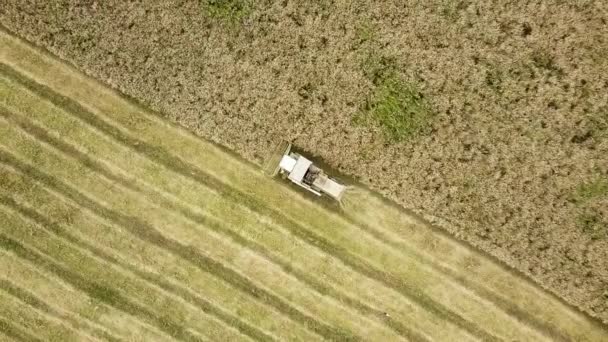 联合收割机收获大熟麦田的空中景观 从无人机角度看农业 — 图库视频影像