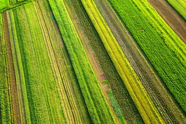 暖かい晴れた日に種を蒔いた後の新鮮な植生を持つ春の緑の農地の空中ビュー — ストック写真