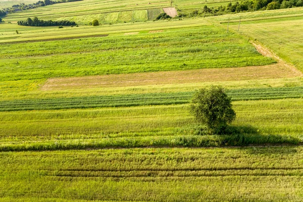 Vue Aérienne Seul Arbre Poussant Seul Sur Des Champs Agricoles — Photo