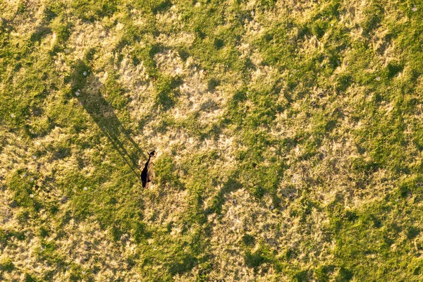 Vista Aérea Cima Para Baixo Uma Vaca Pastando Sozinha Prado — Fotografia de Stock