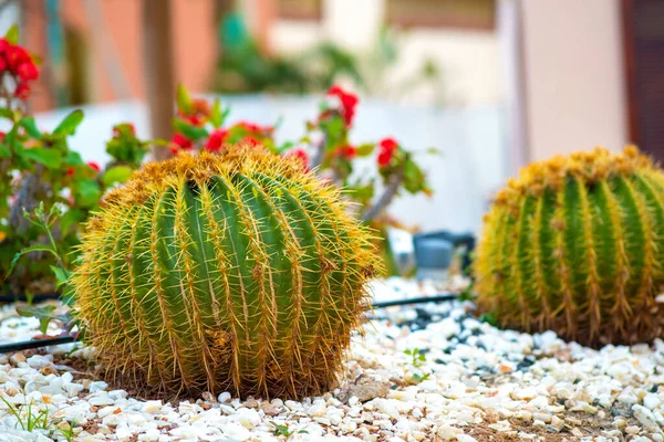 Plantas Cactus Tropicales Redondas Verdes Con Espinas Afiladas Que Crecen —  Fotos de Stock
