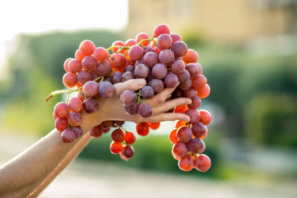 A woman holding big cluster of red juicy grapes in her hand.