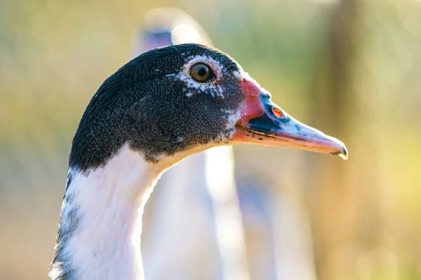 Detalhe Uma Cabeça Pato Patos Alimentam Tradicional Estaleiro Rural Close — Fotografia de Stock